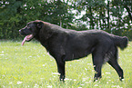 standing Central Asian Shepherd Dog