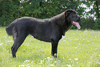 standing Central Asian Shepherd Dog