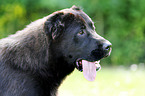 Central Asian Shepherd Dog Portrait