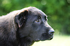 Central Asian Shepherd Dog Portrait