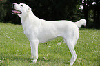 standing Central Asian Shepherd Dog