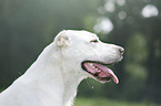 Central Asian Shepherd Dog Portrait