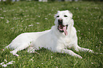 lying Central Asian Shepherd Dog