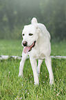 standing Central Asian Shepherd Dog