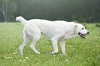 walking Central Asian Shepherd Dog