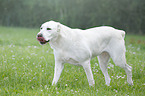 walking Central Asian Shepherd Dog