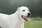 Central Asian Shepherd Dog Portrait