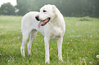 standing Central Asian Shepherd Dog