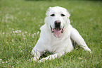 lying Central Asian Shepherd Dog