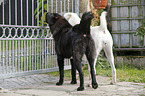 2 Central Asian Shepherd Dogs