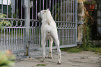 standing Central Asian Shepherd Dog