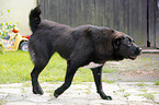 walking Central Asian Shepherd Dog