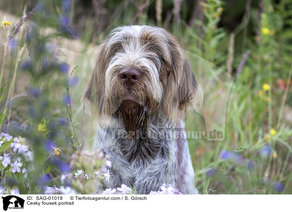 Cesky fousek portrait / SAG-01018