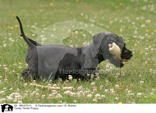 Cesky Terrier Welpe / Cesky Terrier Puppy / RR-07513