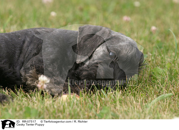 Cesky Terrier Welpe / Cesky Terrier Puppy / RR-07517