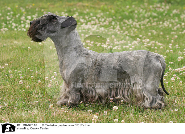 stehender Cesky Terrier / standing Cesky Terrier / RR-07518