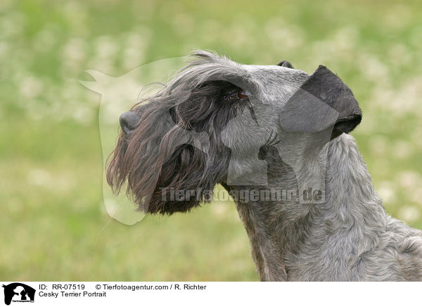 Cesky Terrier Portrait / Cesky Terrier Portrait / RR-07519