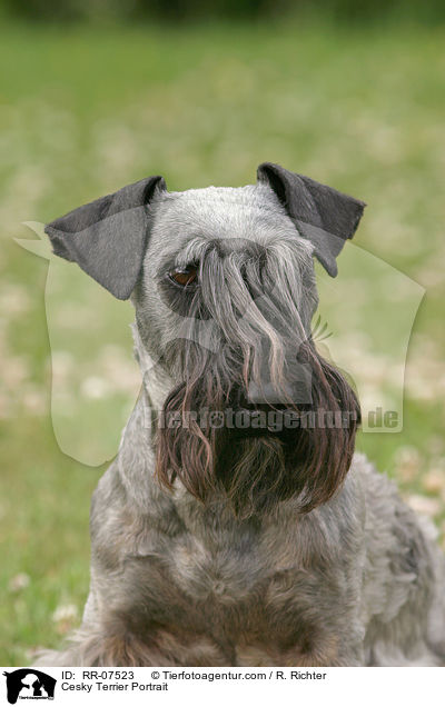 Cesky Terrier Portrait / Cesky Terrier Portrait / RR-07523