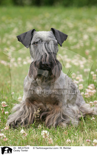 Cesky Terrier / Cesky Terrier / RR-07524