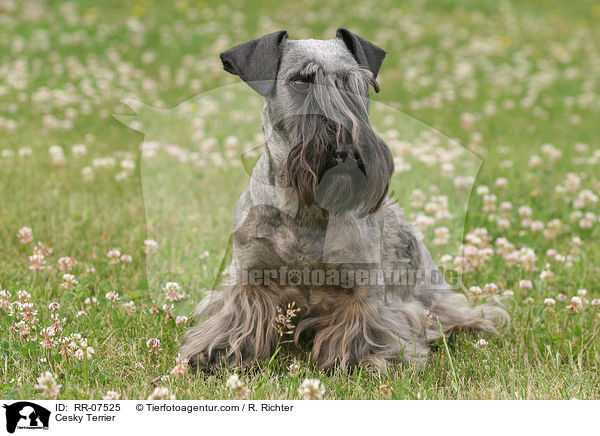 Cesky Terrier / Cesky Terrier / RR-07525