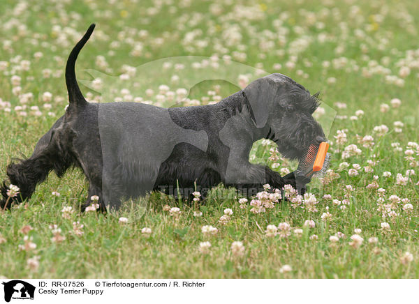 Cesky Terrier Welpe / Cesky Terrier Puppy / RR-07526