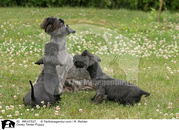 Cesky Terrier Welpe / Cesky Terrier Puppy / RR-07527