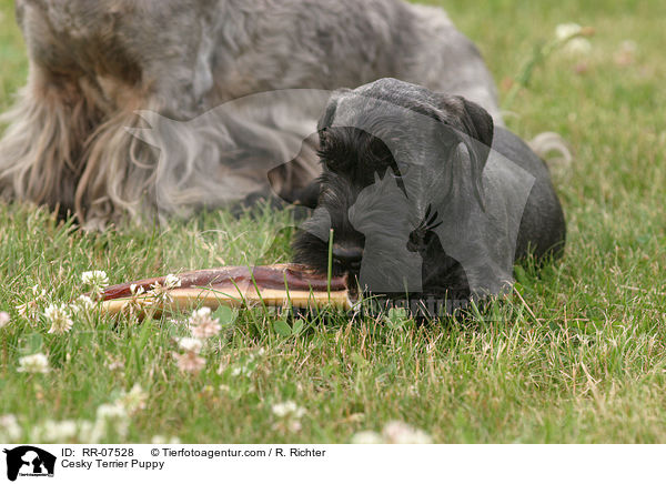 Cesky Terrier Welpe / Cesky Terrier Puppy / RR-07528
