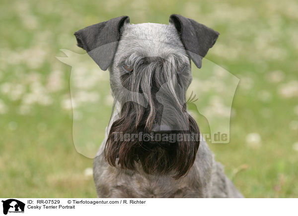 Cesky Terrier Portrait / Cesky Terrier Portrait / RR-07529