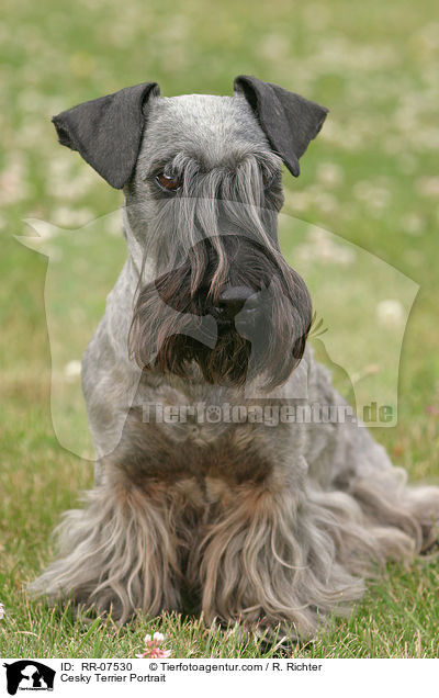 Cesky Terrier Portrait / Cesky Terrier Portrait / RR-07530