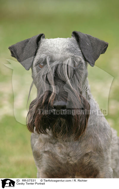 Cesky Terrier Portrait / Cesky Terrier Portrait / RR-07531