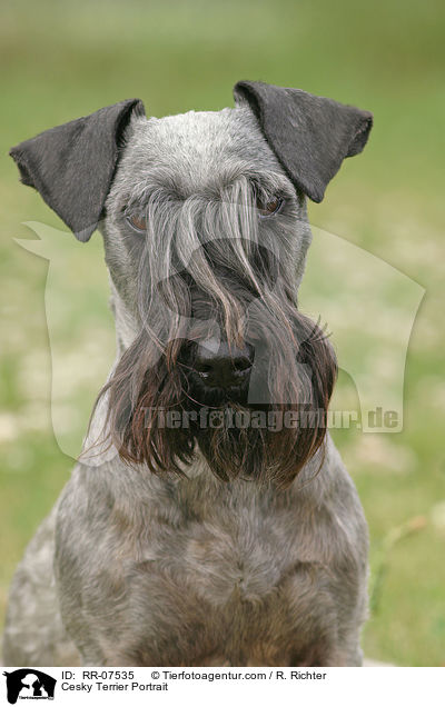 Cesky Terrier Portrait / Cesky Terrier Portrait / RR-07535