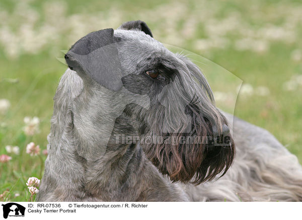 Cesky Terrier Portrait / Cesky Terrier Portrait / RR-07536