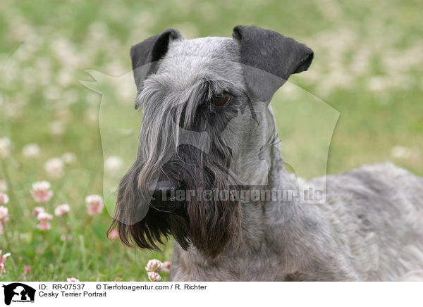 Cesky Terrier Portrait / Cesky Terrier Portrait / RR-07537