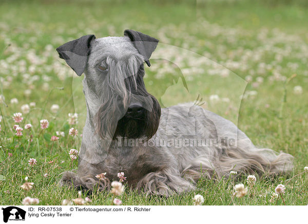Cesky Terrier liegt im Gras / lying Cesky Terrier / RR-07538