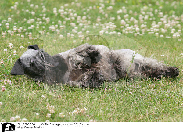 Cesky Terrier liegt im Gras / lying Cesky Terrier / RR-07541