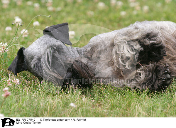Cesky Terrier liegt im Gras / lying Cesky Terrier / RR-07542