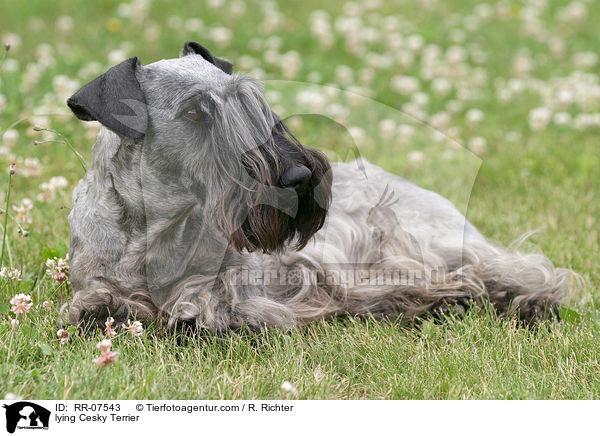Cesky Terrier liegt im Gras / lying Cesky Terrier / RR-07543