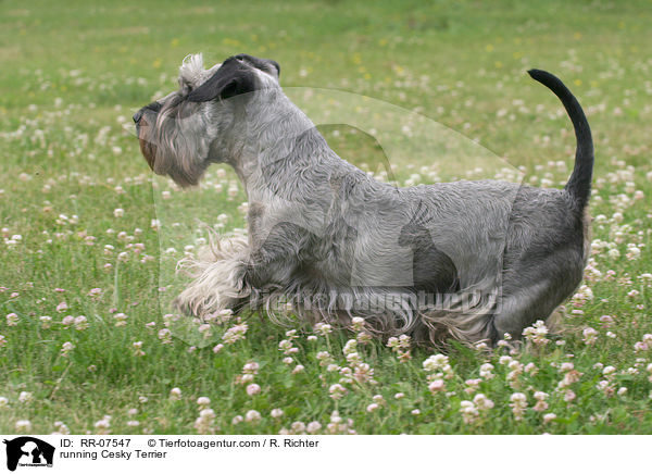 rennender Cesky Terrier / running Cesky Terrier / RR-07547