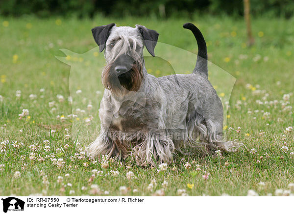 stehender Cesky Terrier / standing Cesky Terrier / RR-07550