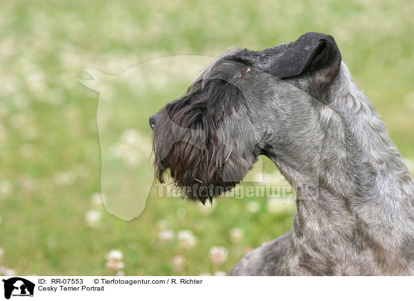 Cesky Terrier Portrait / Cesky Terrier Portrait / RR-07553