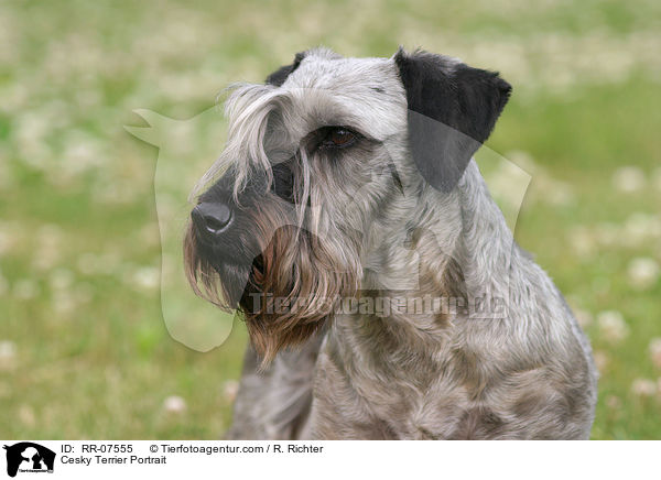 Cesky Terrier Portrait / Cesky Terrier Portrait / RR-07555