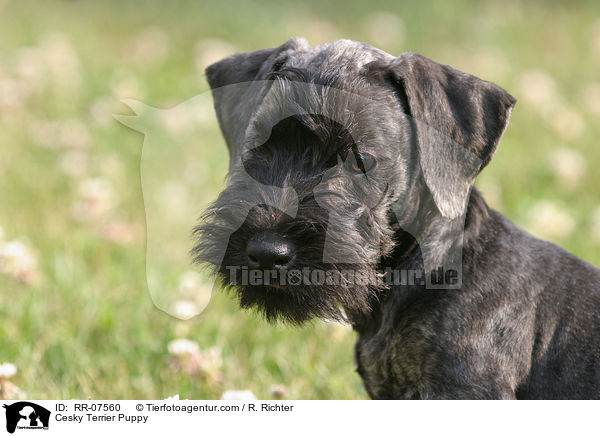 Cesky Terrier Puppy / RR-07560