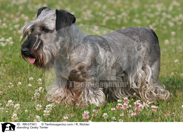 standing Cesky Terrier / RR-07561