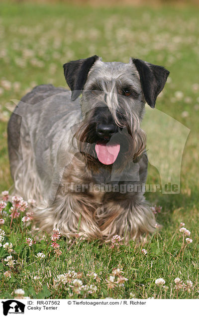 Cesky Terrier / Cesky Terrier / RR-07562