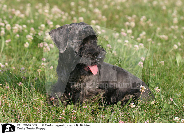 Cesky Terrier Puppy / RR-07569