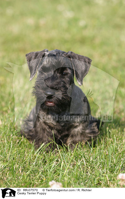 Cesky Terrier Puppy / RR-07570
