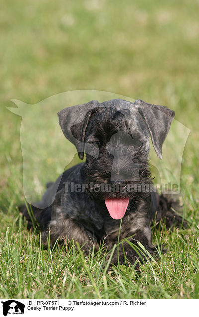 Cesky Terrier Welpe / Cesky Terrier Puppy / RR-07571
