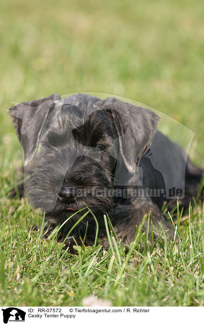 Cesky Terrier Welpe / Cesky Terrier Puppy / RR-07572