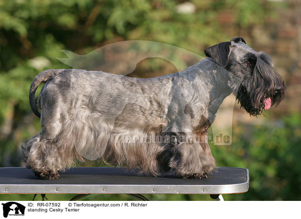 standing Cesky Terrier / RR-07592