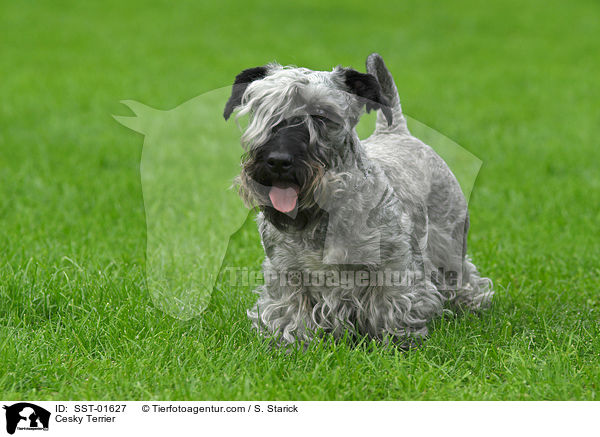 Cesky Terrier / SST-01627